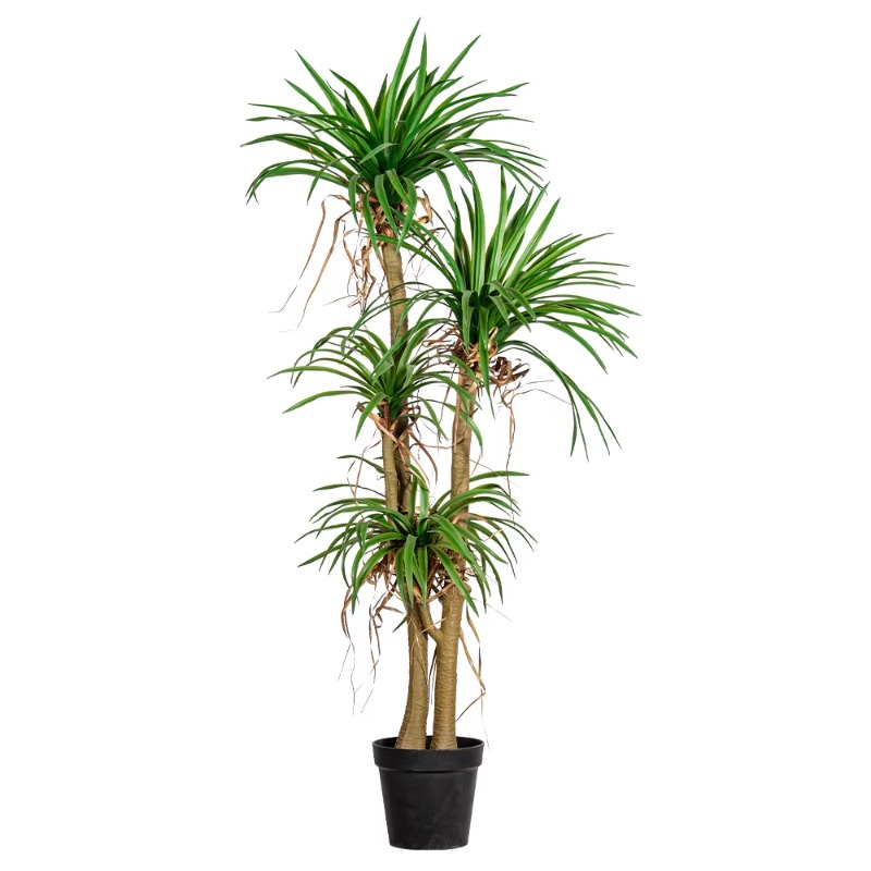 Árbol casero interior/exterior - Dracaena Marginata reseña y precio
