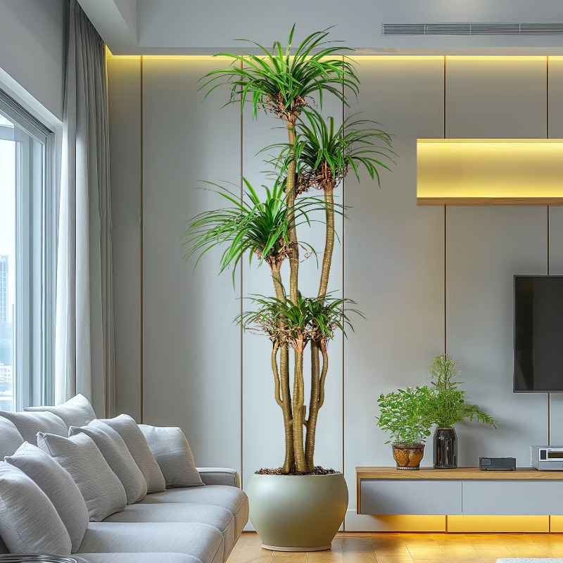 Árbol casero interior/exterior - Dracaena Marginata reseña y precio