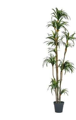 Drácena de Simulación, Drácena - Dracaena Marginata reseña y precio